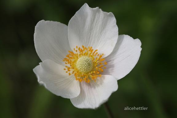 Großes Windröschen (Anemone sylvestris)